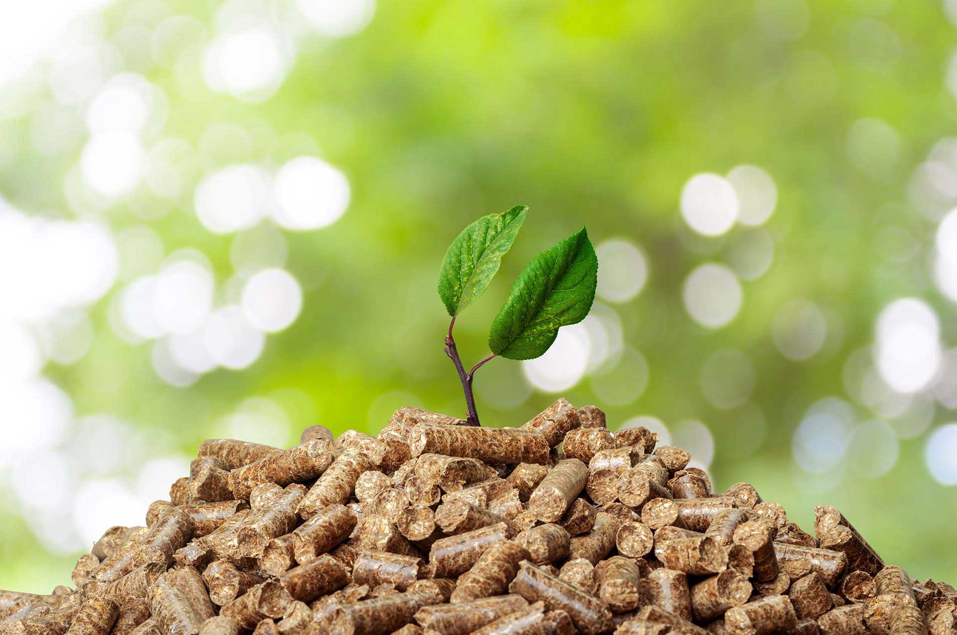 Biomass Briquettes 1