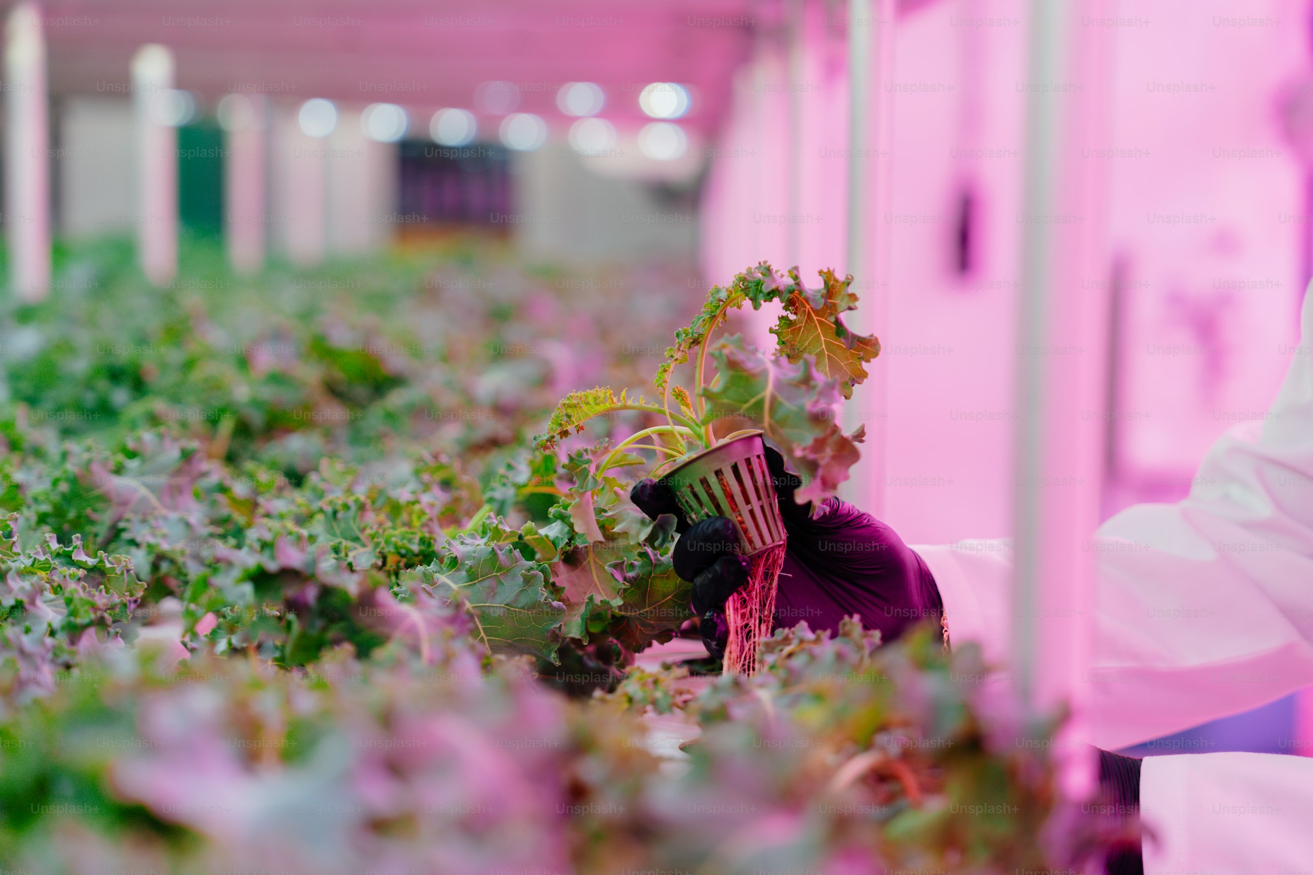 Aeroponic plants