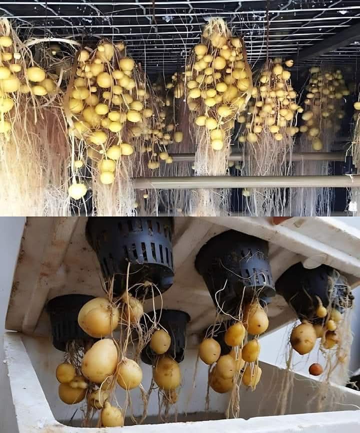 Potatoes in Aeroponics