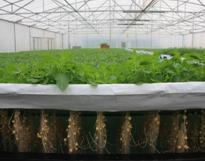 Potatoes Growth
