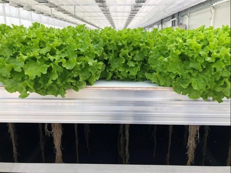 Greens in Aeroponics