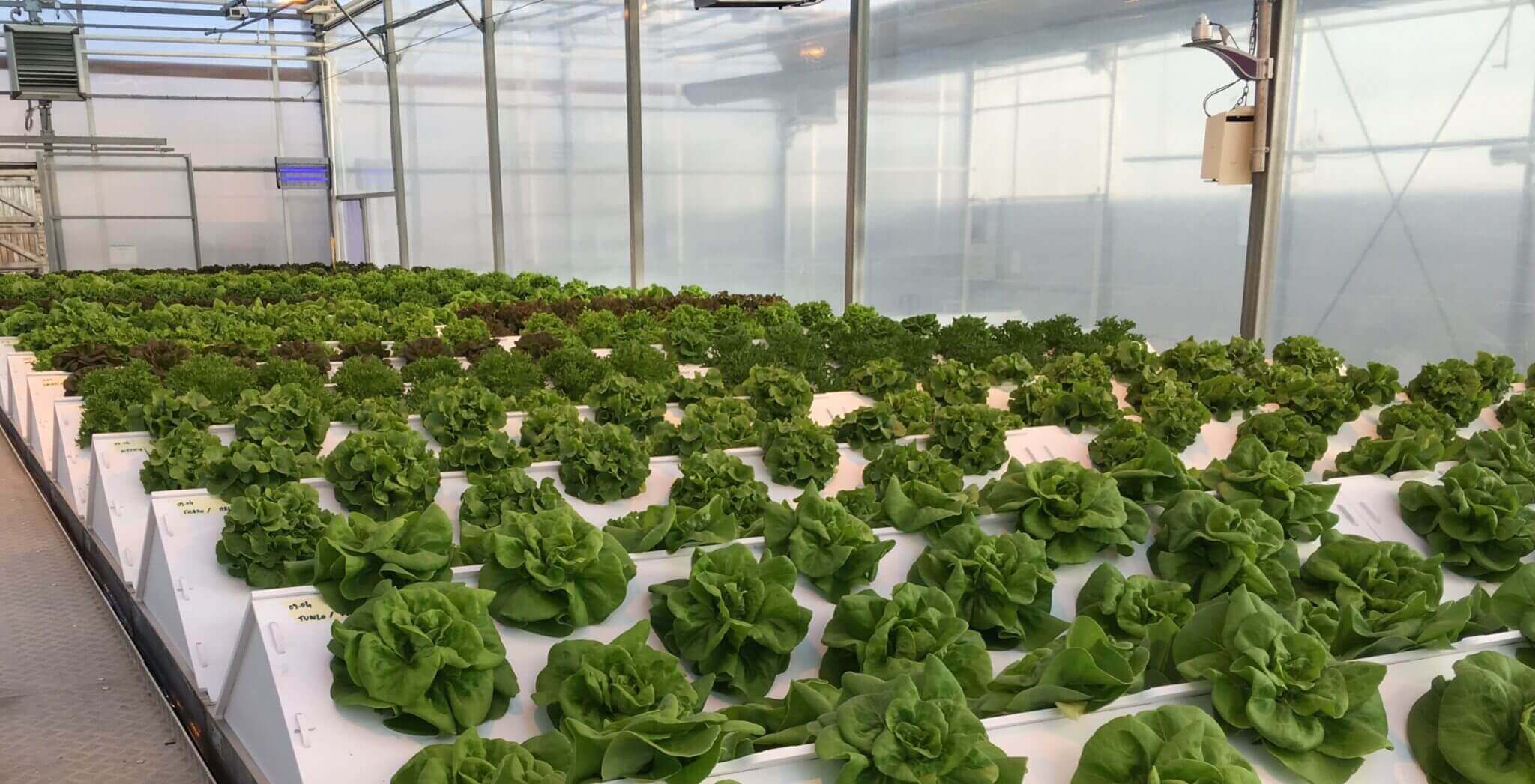 Lettuce Growth