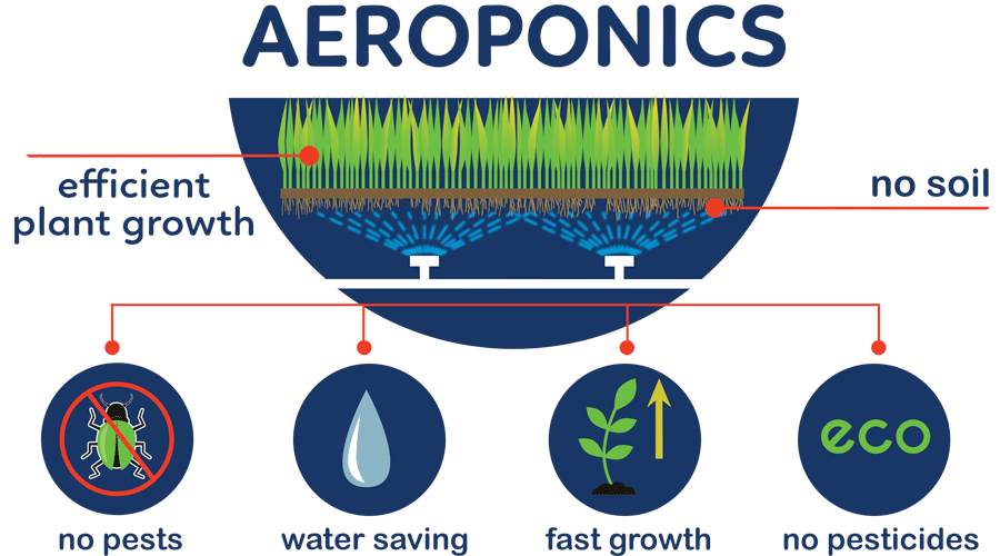 Potatoes in Aeroponics