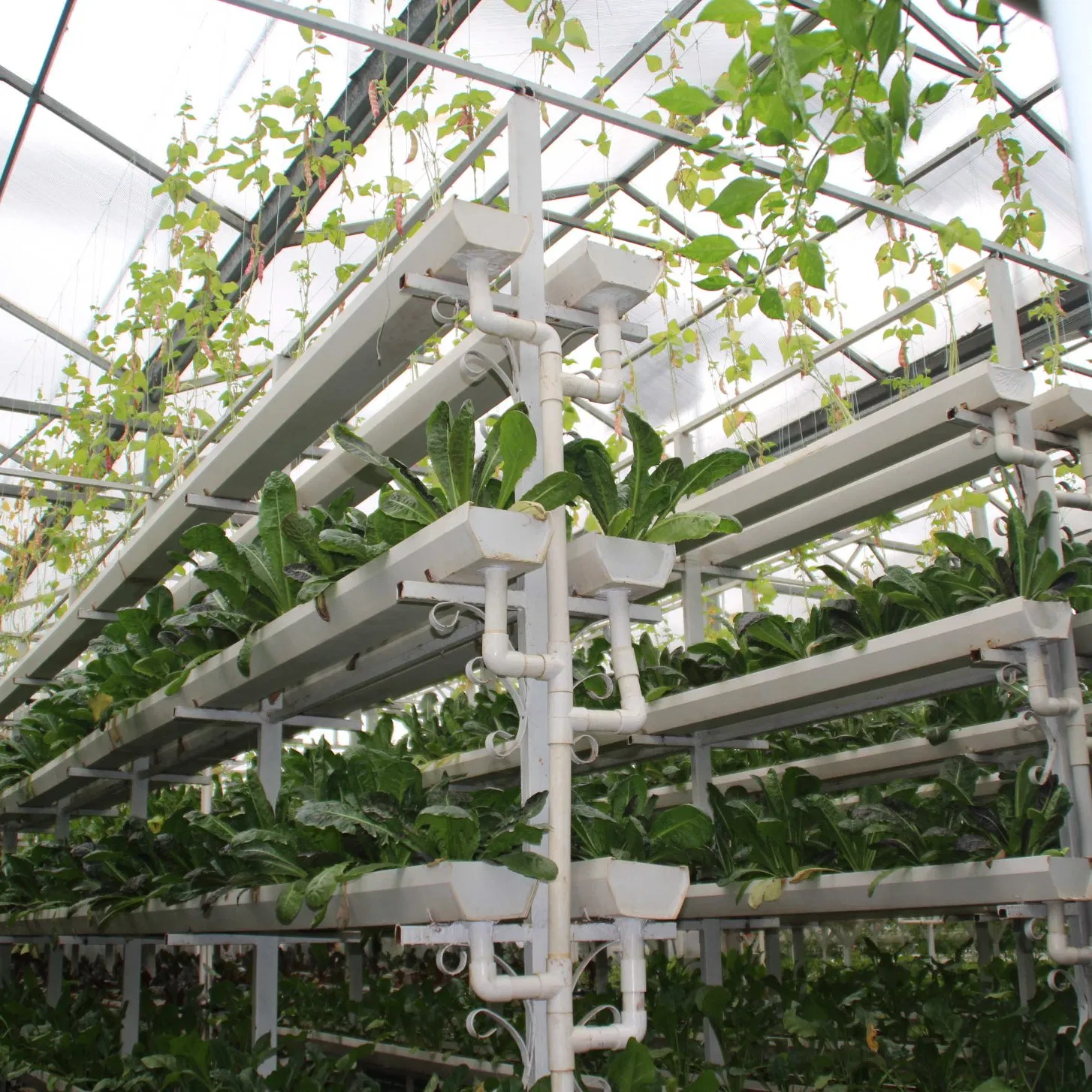 Commercial Aeroponics System