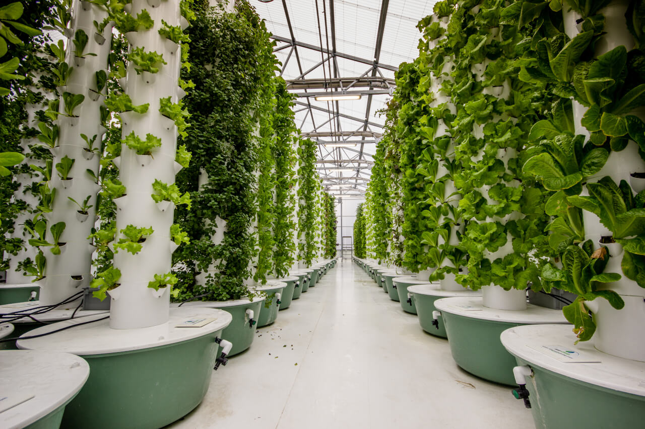 Vertical Aeroponics System